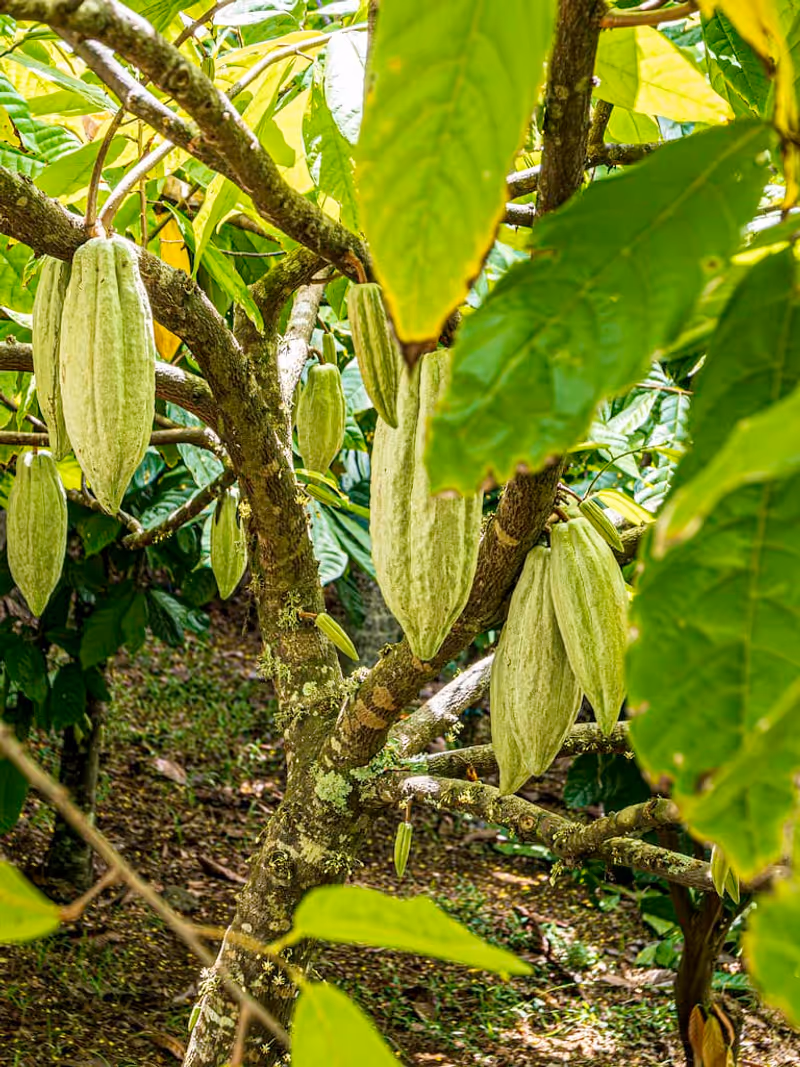 Photo of Lydgate Farms Kauai Chocolate