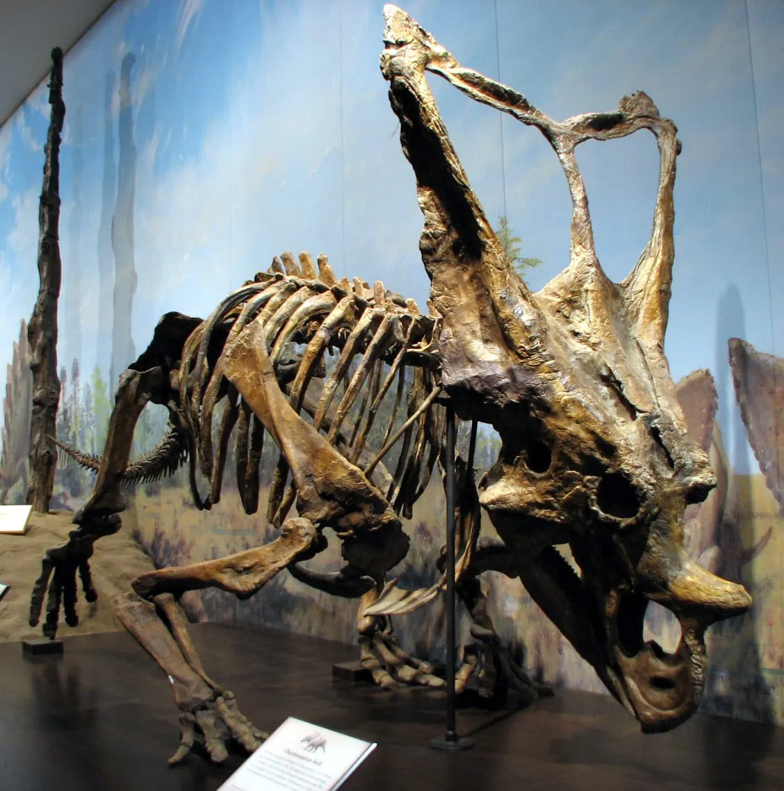 Chasmosaurus_belli_RTM_01