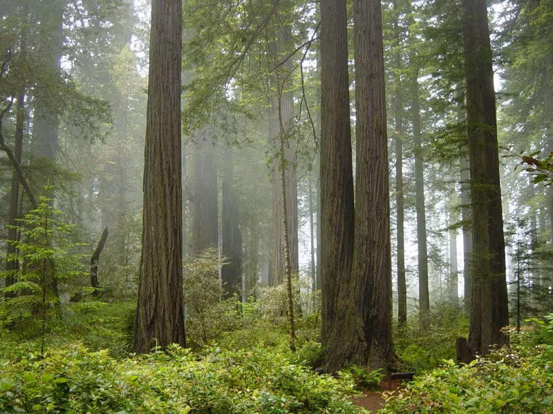 Photo of redwood national park fog in the forest1