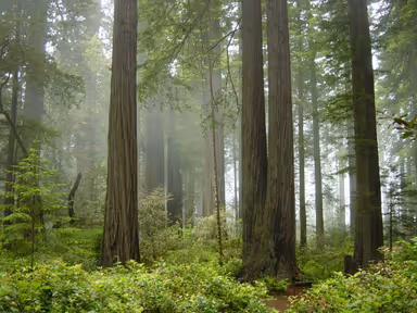 Photo of redwood national park fog in the forest1