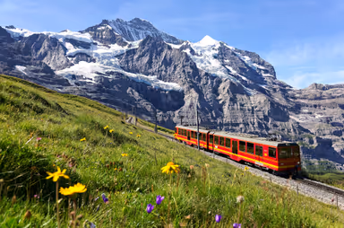 A tourist train travels on Jungfrau Railway from Jungfraujoch (Top of Europe) to Kleine Scheidegg &amp; wild flowers bloom on a green grassy hillside under blue sunny sky in Bernese Oberland, Switzerland
