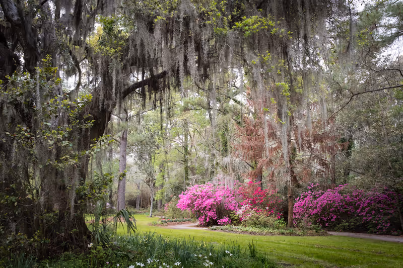 Magnolia Plantation & Gardens. Charleston, South Carolina, USA