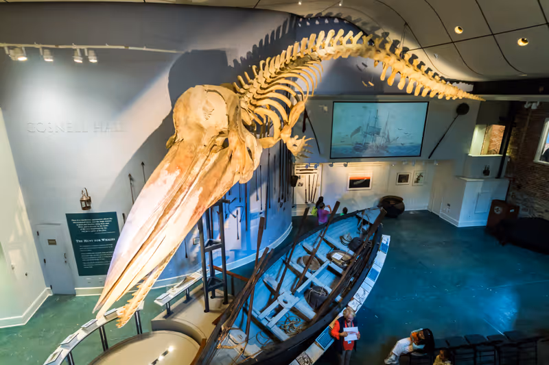 NANTUCKET, MASSACHUSETTS - August 22, 2015: Complete skeleton of a 46-foot (14 meter) bull Sperm whale suspended from the ceiling of the Nantucket Whaling Museum, originally a candle factory