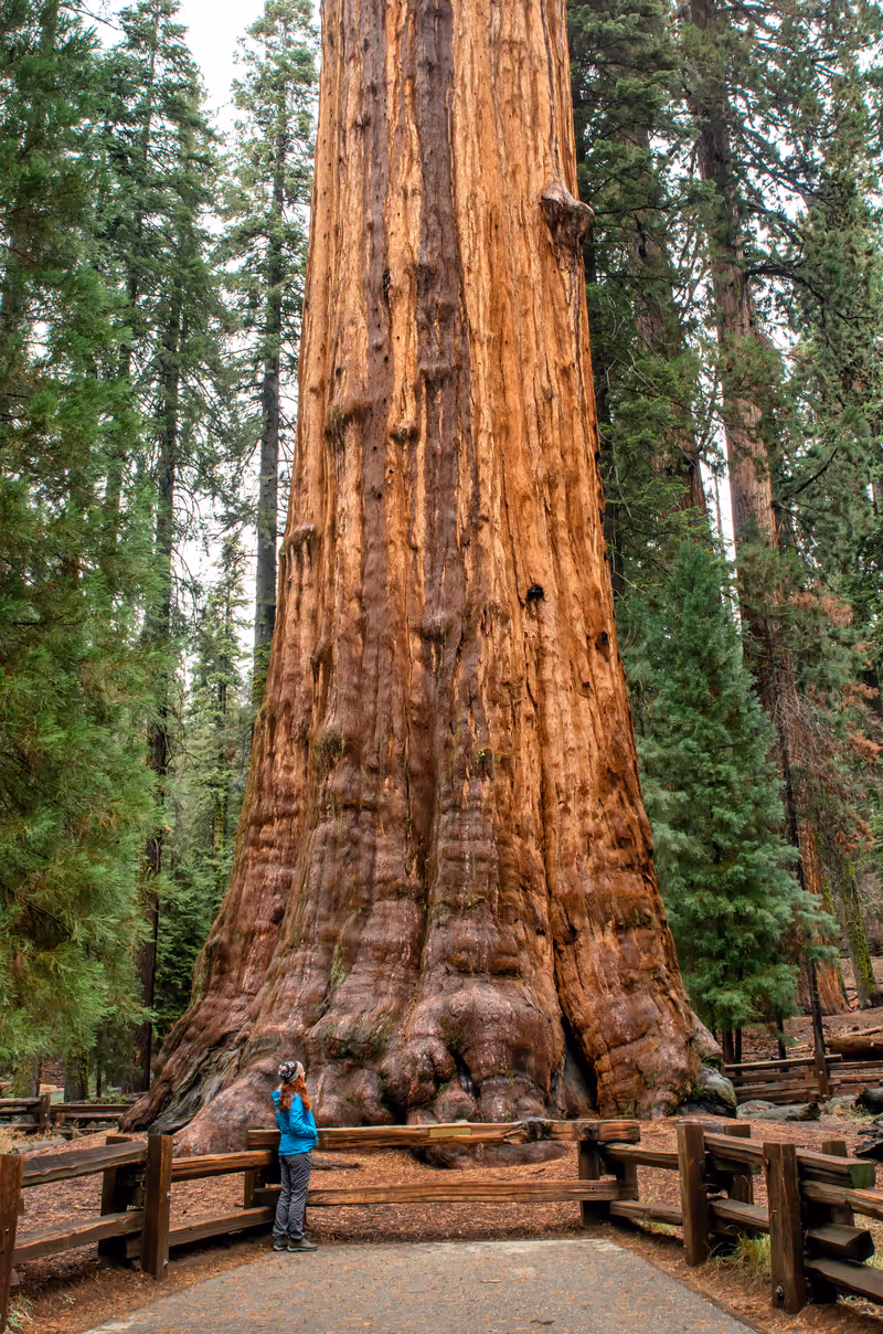 Tourist in Sequoia National Park next to General Sherman tree- largest known living single-stem tree on Earth. California, USA
