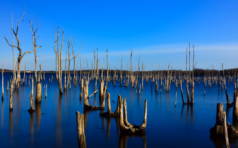 Dead trees in the newly formed Manasquan Reservoir in Howell, New Jersey.