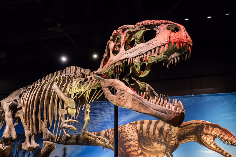 DALLAS, TEXAS/USA - OCTOBER 19, 2018: Giganotosaurus dinosaur skeleton in the Ultimate Dinosaurs traveling exhibition at the Perot Museum of Nature and Science in Dallas