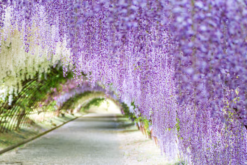 Wisteria Tunnel at Kawachi Fuji Garden (Fukuoka, Japan), focused on foreground