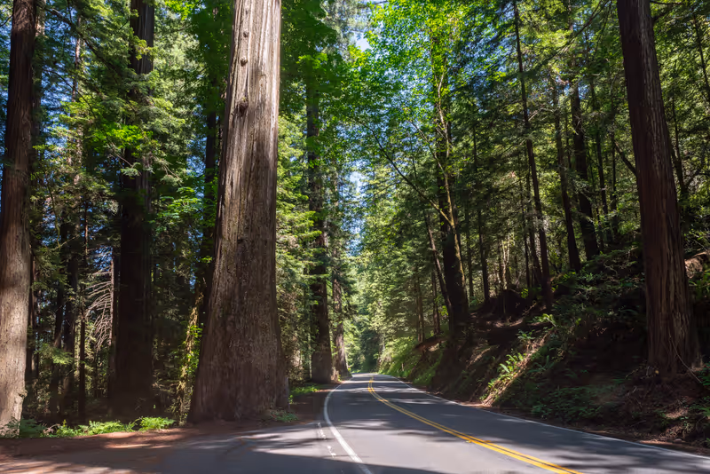Road through the Avenue of the Giants, Humboldt Redwoods State Park, California, USA