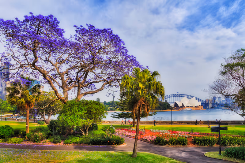 Sydney garden and city park on shores of Harbour in spring season when Jacaranda trees blossom with violet flowers in front of major city landmarks on a sunny day.