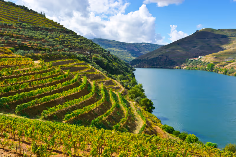 Vineyards in the Valley of the River Douro, Portugal