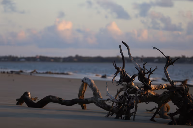 Golden sunrise on Driftwood Beach on Tybee Island off the Atlantic coast of Georgia