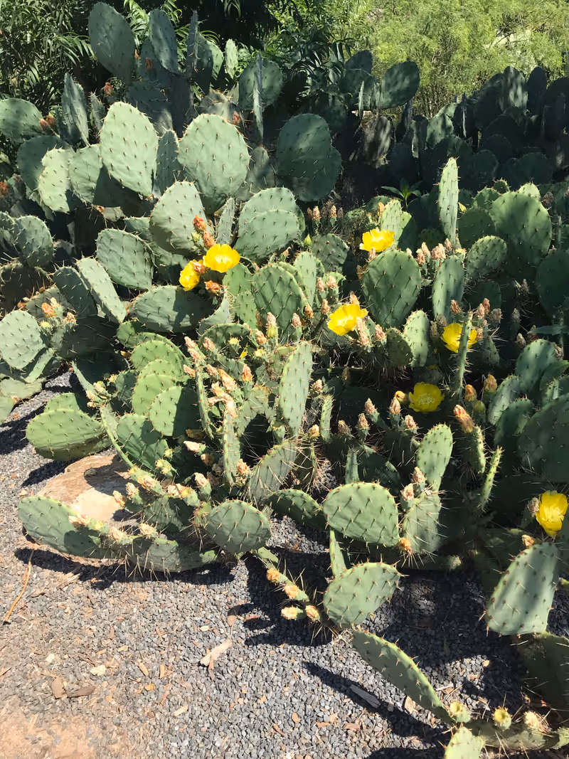 Cactus at South Carolina Botanical Gardens