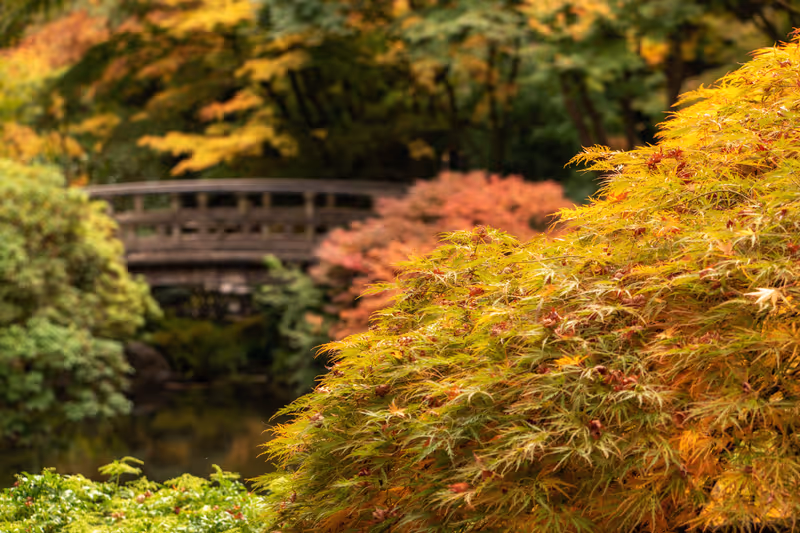 Fall and autumn scenes found around the Portland Japanese Garden