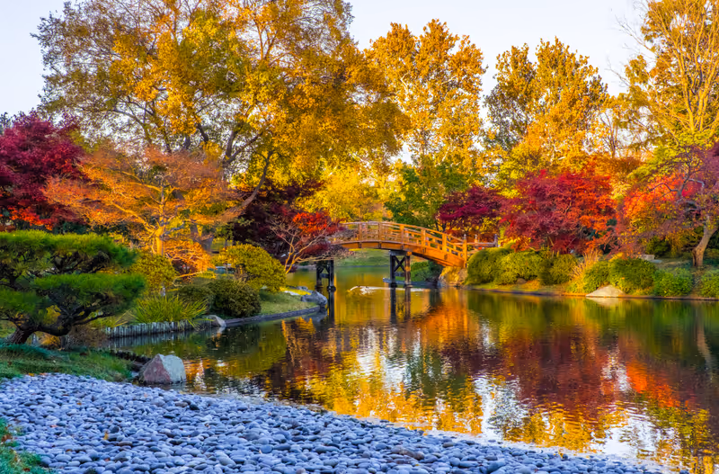 Sunset view of beautiful Japanese garden in Midwestern botanical garden in fall; traditional Japanese bridge in the background