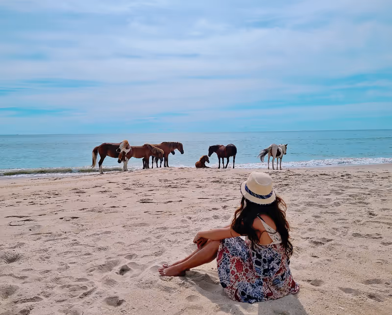 Wild horses of Assateague Island National Seashore