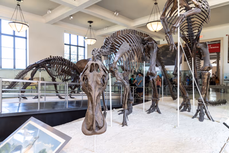 NEW YORK CITY, USA - MARCH 29, 2020: Dinosaur in American Museum of Natural History in New York City, NY, USA