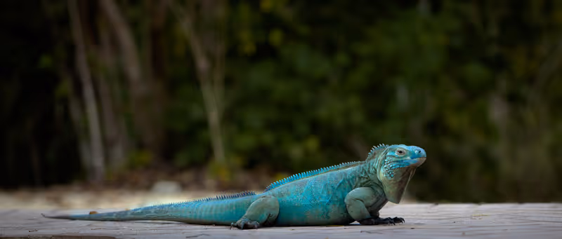 Extremely Rare Blue Iguana (Cyclura lewisi) is protected in the Queen Elizabeth II Botanic Park, where you can find the real natural habitat of this surprising creature. East End, Grand Cayman, Cayman