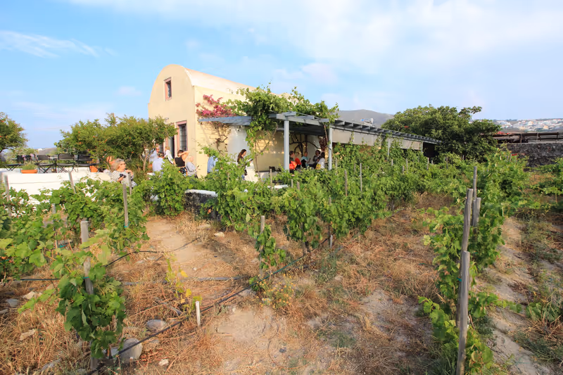 Santorini, Greece: 26 May 2017:The quaint, intimate winery of Domaine Sigalas on the island of Santorini. Because of the lack of rainfall, the vines rely on the humidity in the air to survive.