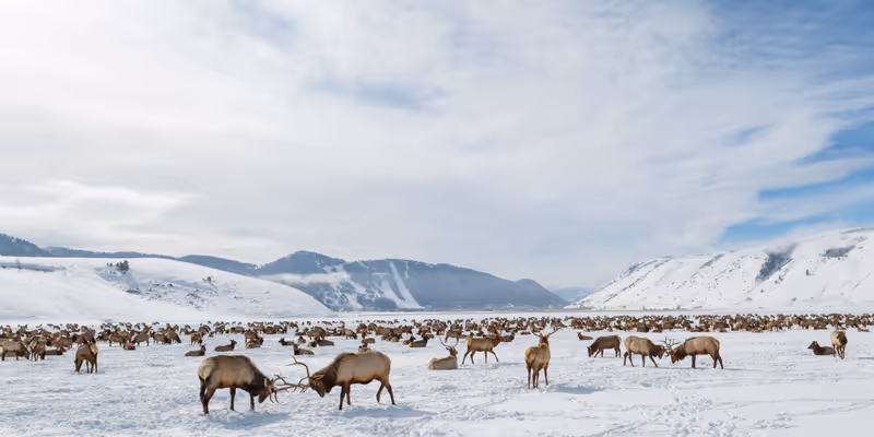 National Elk Refuge, Jackson Hole