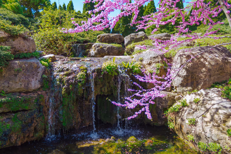Madison, WI, USA - 05-06-2021: Mossy rock and water wall with a cherry blossom branch in the foreground at Olbrich Botanical Gardens.