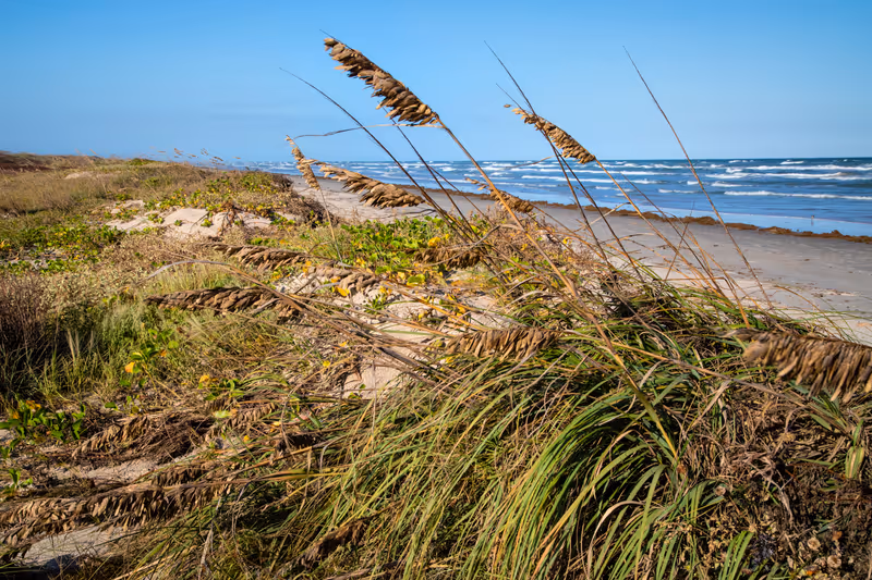 Sea Oats on the dunes at Malaquite Beach, Padre Island National Seashore.