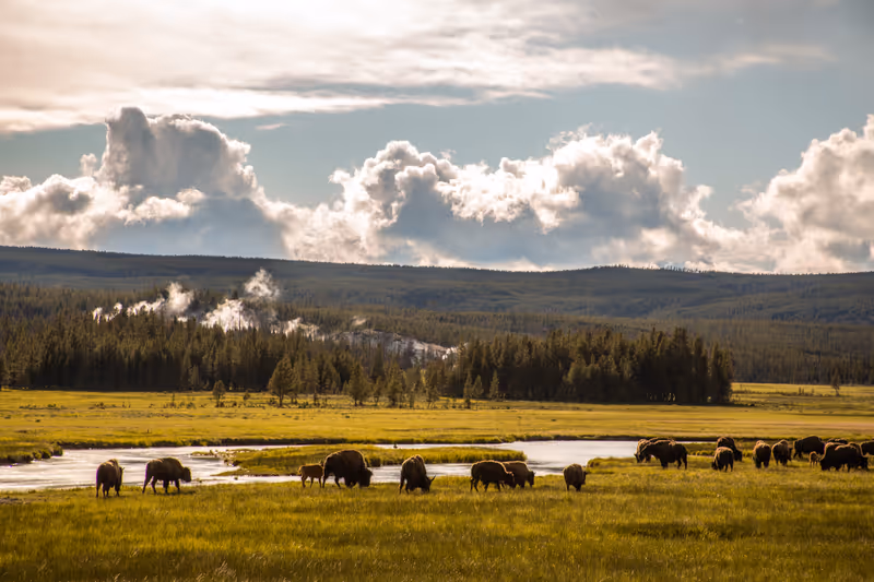Valley of bison at Yellowstone National Park