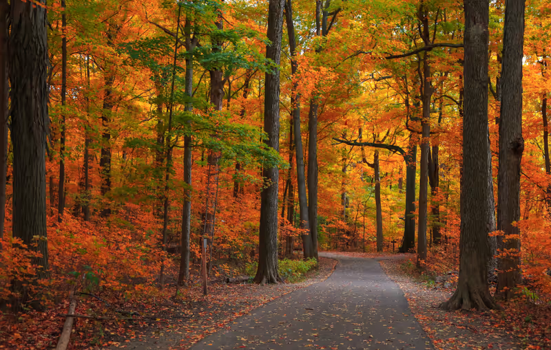 Bright autumn trees by scenic walking trail in Michigan state park