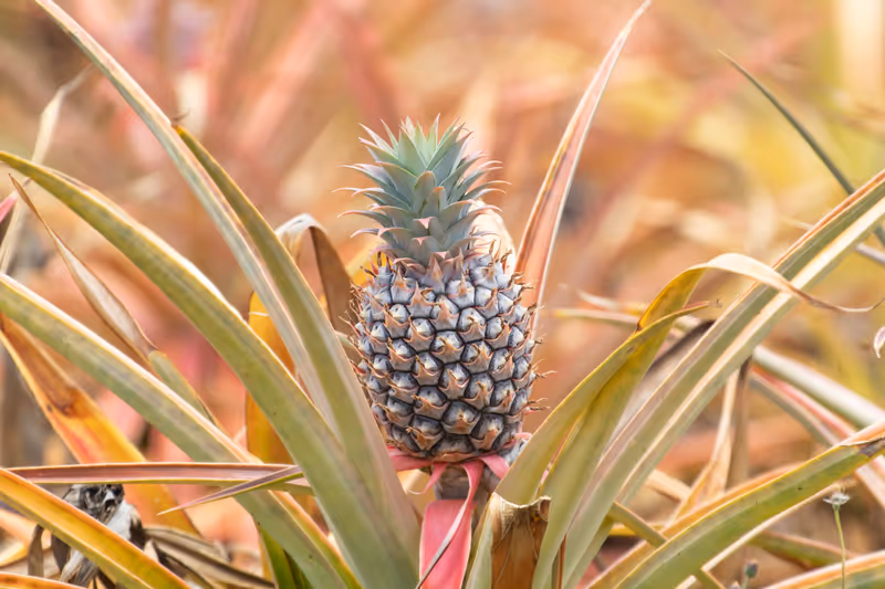 A pineapple still on the plant