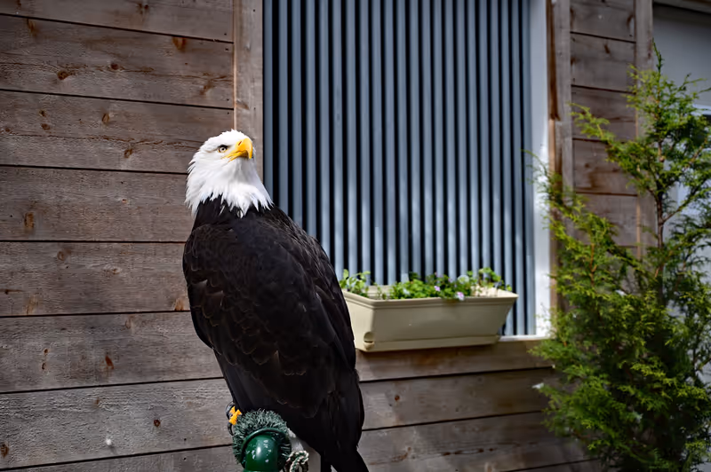 Majestic bald eagle at Alaska Rainforest Sanctuary.