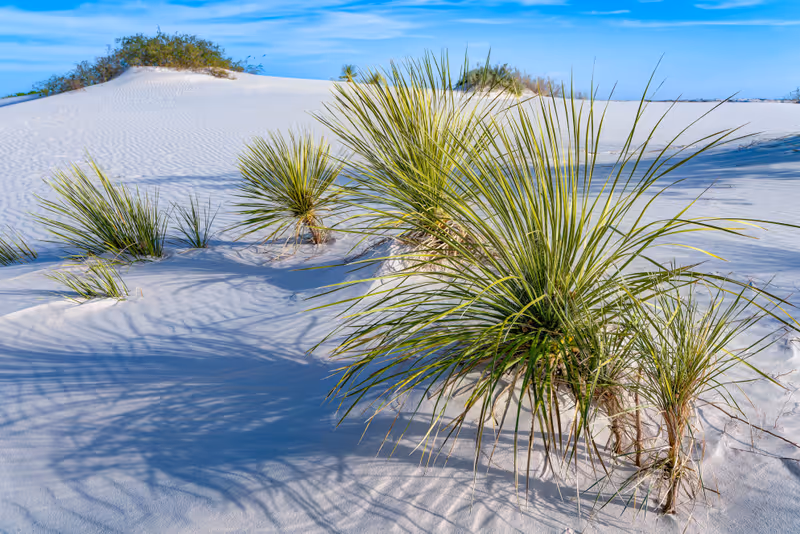 Dune Life Nature Trail, White Sands National Park, New Mexico, USA