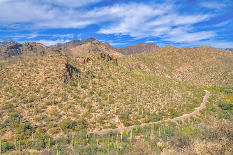 Overlooking view of mountain ranges with a road on the slope at Sabino Canyon State Park- Tucson, AZ. High angle view of a desert mountain with saguaro cactuses and green wild plants on the slope.