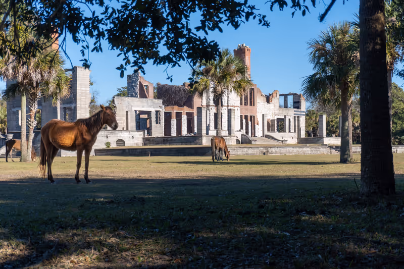 Cumberland Island National Seashore managed by National Park Service. Cumberland Island horse, a band of feral horses at Dungeness Mansion ruins once owned by Carnegie Family, ruined by fire.
