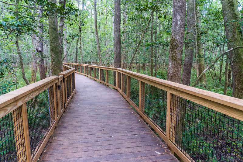Congaree National Park, South Carolina, Boardwalk Loop, an elevated  walkway through the old-growth bottomland hardwood forest and swampy environment that protects delicate fungi and plant life.