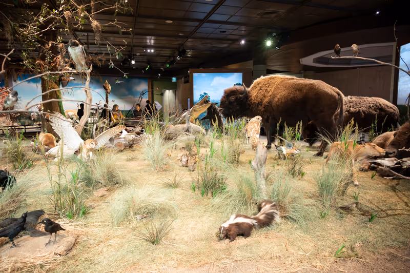 Houston, Texas - April 7, 2023: Exhibits at the Houston Museum of Natural Science.