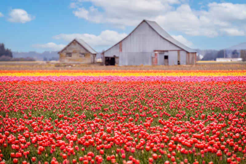 Skagit Valley Tulip Fields in the Springtime. Colorful flowers blanket this beautiful agricultural area of western Washington state and is home to the Skagit Valley Tulip Festival.
