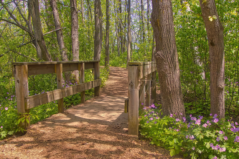 Purple wildflowers and the bright greens of Springtime surround a hiking trail crossing a small wooden bridge in the forest at Lion's Den Gorge, near Grafton, WI.