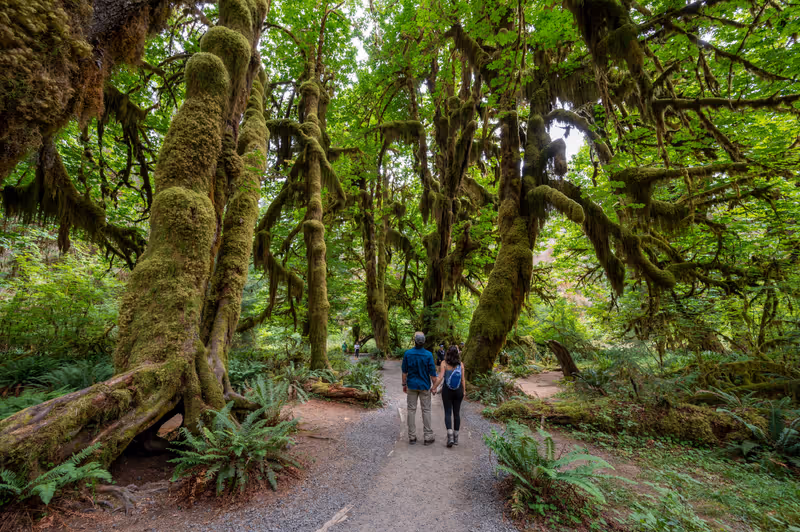 Olympic National Park, Washington - July 30, 2023 - People hiking Hall of Mosses Trail in Hoh National Rainforest in summer.