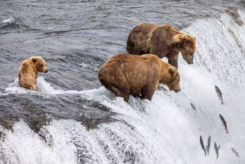 brown bears stand on the edge of Brooks Falls waiting for salmon to jump up the falls.