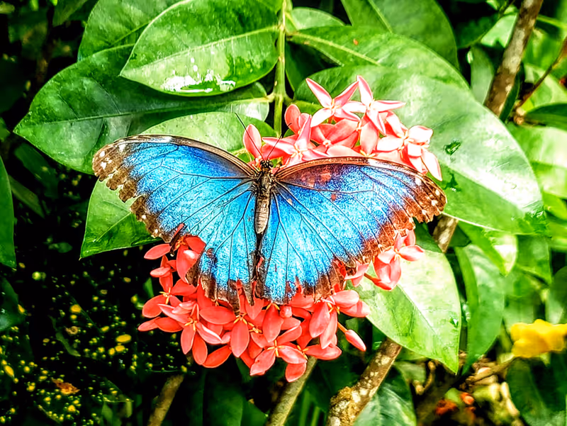 Butterfly at Key West Butterfly and Nature Conservatory