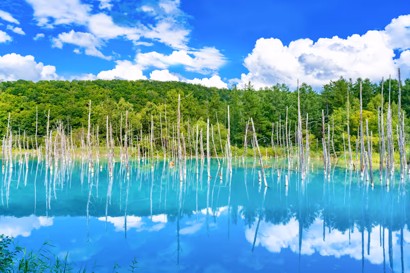 Blue Pond in Shirokane, Biei-cho, Hokkaido (summer season)