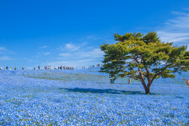 Ibaraki Prefecture, Hitachi Seaside Park, nemophila in full bloom