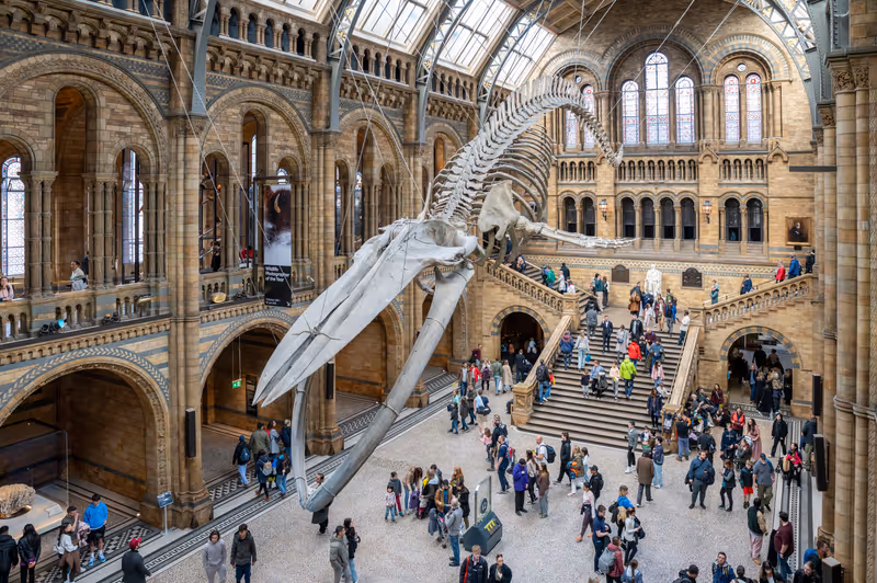 London, UK - March 23, 2024 : The blue whale skeleton in the Natural History Museum. Hintze hall. London.UK.