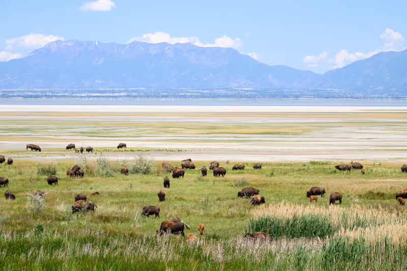 Bison herd on Antelope Island with calves and distant Wasatch Range mountains across Great Salt Lake