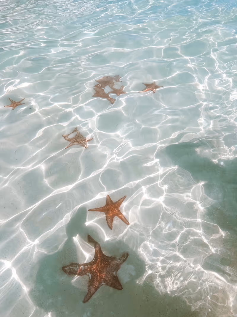 Grand Cayman Islands, starfish point