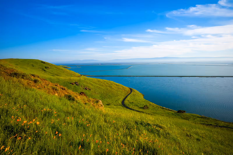 Orange flowers on a hillside at Coyote Hills Regional National Park. A hillside view. Salt ponds, San Francisco Bay.