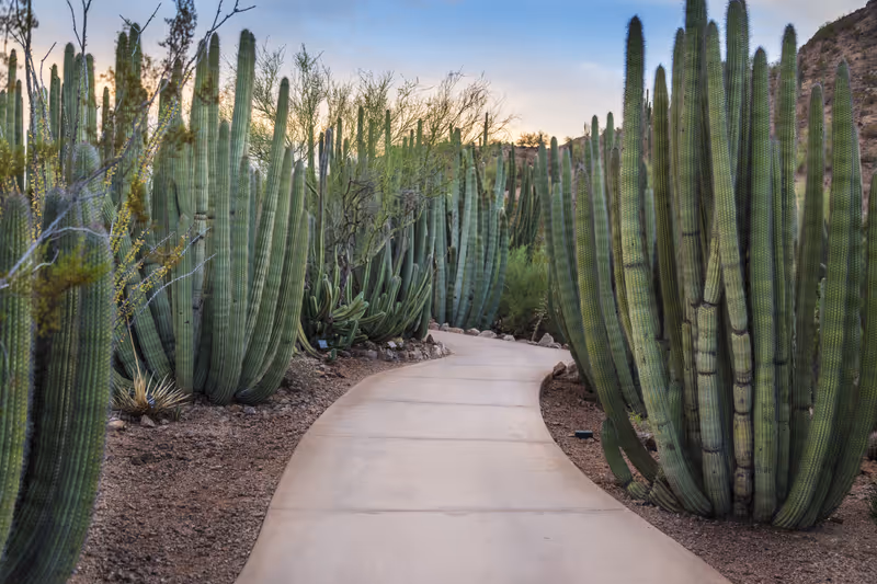 Walkway through a forest of Organ Pipe (Stenocereus thurberi) Cactus plants in Phoenix Arizona.