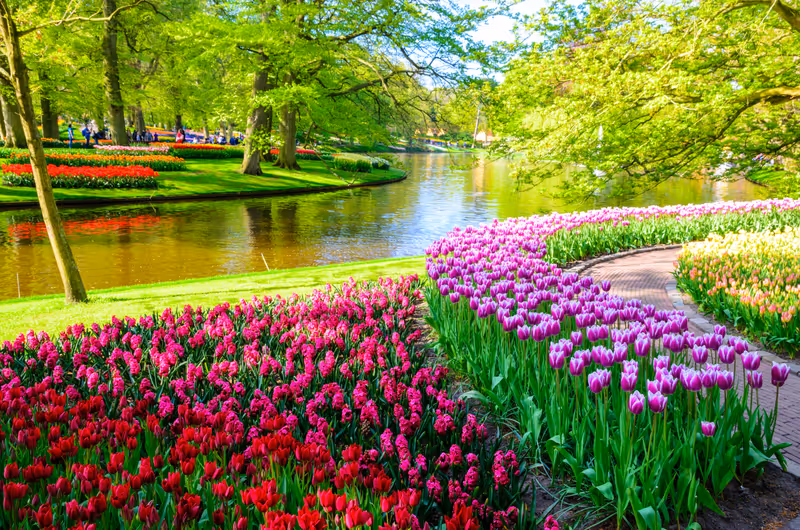 Blooming flowers in Keukenhof park in Netherlands, Europe.