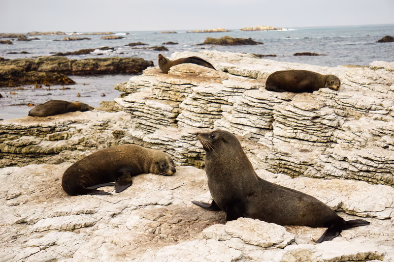 Family fur seal sleeping at Ohau Point Seal Colony, Kaikoura, New Zealand