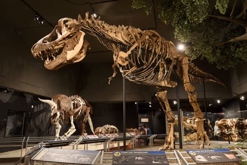 EDITORIAL, 12 July 2017, Bozeman Montana, Museum of the Rockies, Tyrannosaurus Rex Fossil Exhibit
